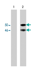 MAB1373 - GSK3 beta