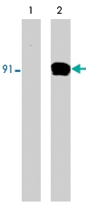 MAB1374 - STAT1