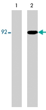 MAB1375 - STAT5 / STAT5A