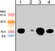 MAB1376 - CDC42
