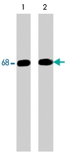 MAB1379 - PTPN6