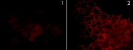 MAB1382 - EGFR / ERBB1