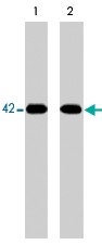 MAB1384 - MAP kinase p38 alpha / MAPK14