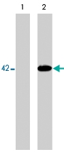 MAB1385 - MAP kinase p38 alpha / MAPK14