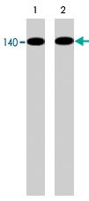 MAB1390 - NOS3