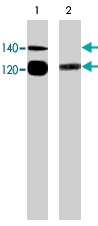 MAB1391 - NOS3