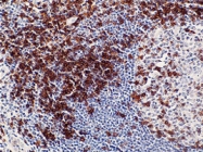 MAB1646 - CD5