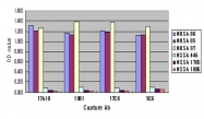MAB1704 - pbp2