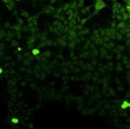 MAB1714 - FFAR1 / GPR40