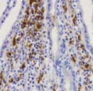 MAB1715 - CD68