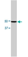 MAB1726 - AZIN1