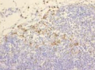 MAB1733 - Macrophages
