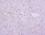 MAB1733 - Macrophages