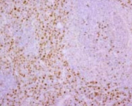 MAB1734 - Dendritic cells