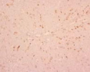 MAB1735 - Macrophages / Monocytes