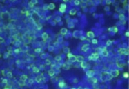 MAB1742 - Delta-type opioid receptor