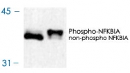 MAB1760 - NFKBIA / IKBA