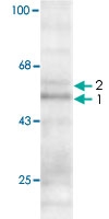 MAB1782 - THRA / ERBA1