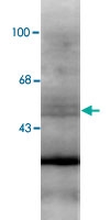 MAB1788 - RXR-beta / RXRB