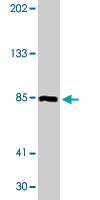 MAB1792 - XRCC1