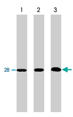 MAB1802 - Bcl-2-like 1