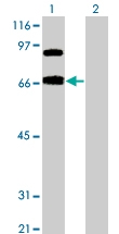 MAB1812 - TCF4