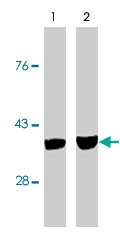 MAB1843 - Caspase-7