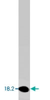MAB1857 - CYP26A1