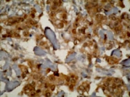 MAB1860 - CYP3A7
