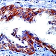 MAB1890 - Neuregulin 1