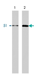 MAB1891 - hnRNP-K / HNRNPK