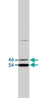 MAB1908 - MAPK8 / JNK1