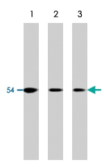 MAB1909 - MAPK9 / JNK2