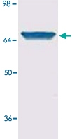 MAB1923 - HSPA8 / HSC70