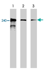MAB1958 - mTOR / FRAP1