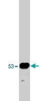 MAB1976 - PTGER2