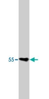 MAB1978 - PTGER3