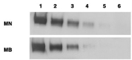 MAB1993 - Mesothelin