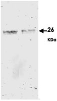 MAB1996 - GST-Tag