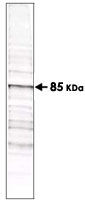 MAB2001 - Phosphothreonine