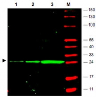MAB2003 - GFP