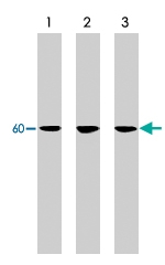 MAB2020 - SRC1