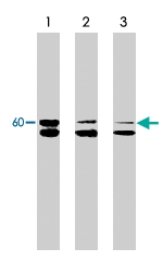 MAB2021 - SRC1