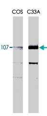 MAB2025 - RBL1