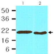 MAB2033 - Cyclophilin B