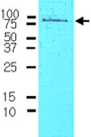 MAB2034 - CD44