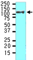 MAB2035 - Heat shock protein 105 / HSP105