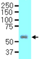 MAB2038 - Interleukin-16 / IL16