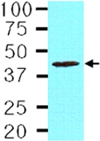 MAB2040 - TARDBP
