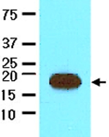 MAB2046 - Streptavidin